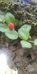 Codonanthopsis