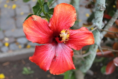 Hibiscus elatus
