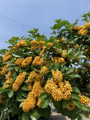 Pterocarpus violaceus