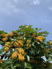 Pterocarpus violaceus