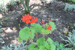 Magnoliopsida