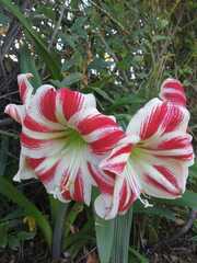 Hippeastrum reticulatum