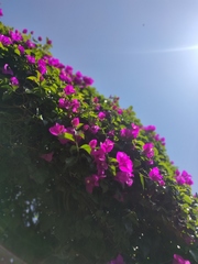 Bougainvillea glabra