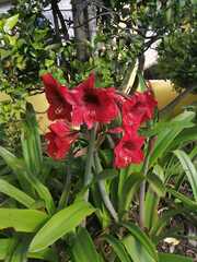 Hippeastrum hybridum