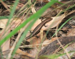 Lampropholis