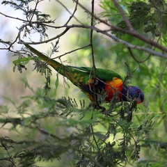 Trichoglossus moluccanus moluccanus