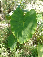 Araceae