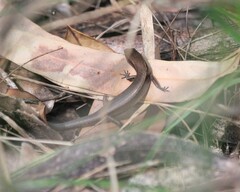 Lampropholis