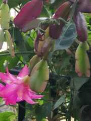 Schlumbergera truncata