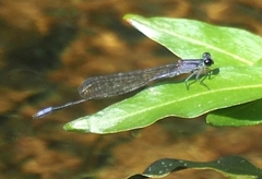 Enallagma cardenium