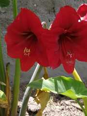 Hippeastrum hybridum