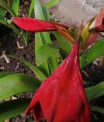 Hippeastrum hybridum