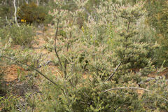 Adenanthos