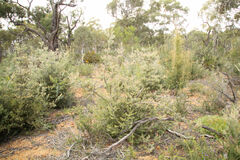 Adenanthos