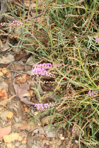 Image of Grevillea leptobotrys by (c) Em Lamond, some rights reserved (CC BY)