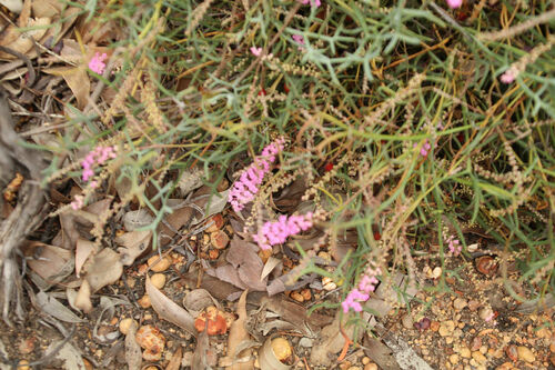 Image of Grevillea leptobotrys by (c) Em Lamond, some rights reserved (CC BY)