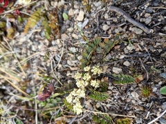 Anisotome aromatica