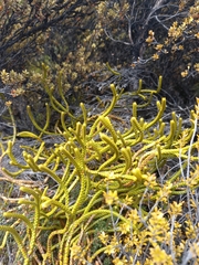 Veronica lycopodioides