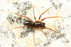 Diplostyla concolor
