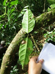 Landolphia landolphioides