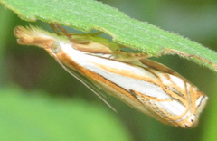 Crambus saltuellus