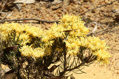 Isopogon