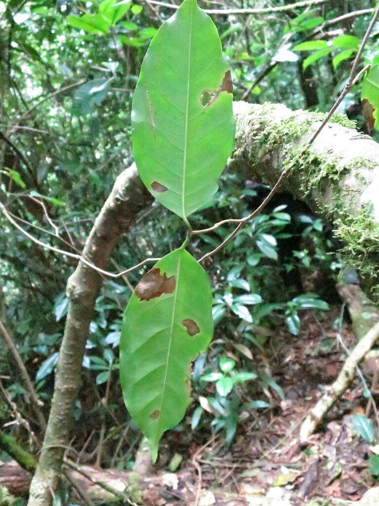 Landolphia landolphioides