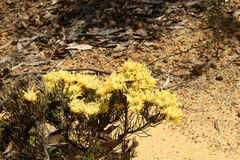 Isopogon