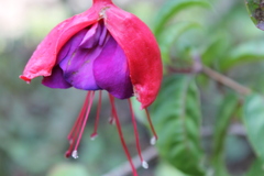 Fuchsia
