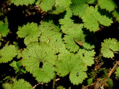 Hydrocotyle moschata