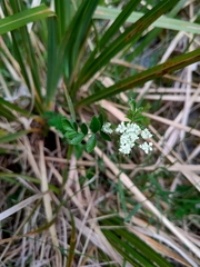 Gingidia montana