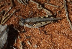 Pycnostictus seriatus