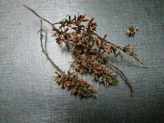 Homalium henriquesii