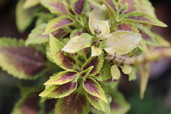 Coleus scutellarioides