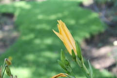Angiospermae