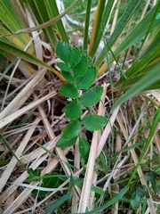 Gingidia montana
