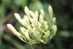 Agapanthus praecox