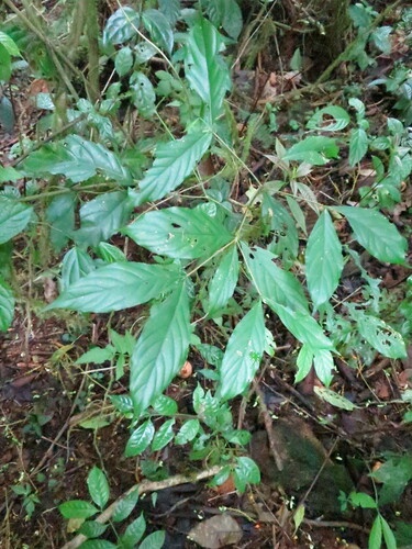 Aulacocalyx pallens
