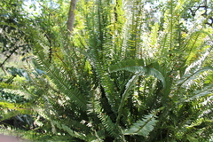Nephrolepis