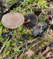 Panaeolus