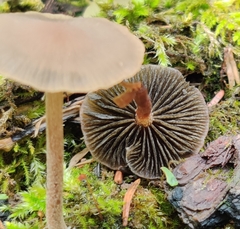 Panaeolus