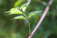 Podranea ricasoliana