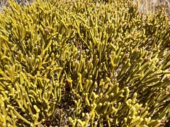 Veronica lycopodioides