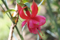 Magnoliopsida