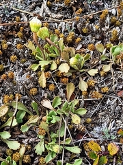 Brachyscome sinclairii