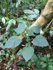 Brillantaisia vogeliana