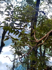 Metrosideros umbellata