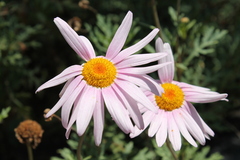 Argyranthemum