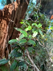 Metrosideros umbellata