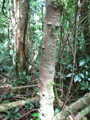 Landolphia landolphioides